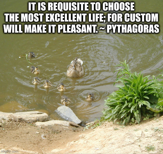 The Most Excellent Life | IT IS REQUISITE TO CHOOSE THE MOST EXCELLENT LIFE; FOR CUSTOM WILL MAKE IT PLEASANT. ~ PYTHAGORAS | image tagged in ducks,excellent,life | made w/ Imgflip meme maker