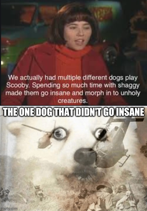 THE ONE DOG THAT DIDN'T GO INSANE | image tagged in ptsd dog | made w/ Imgflip meme maker