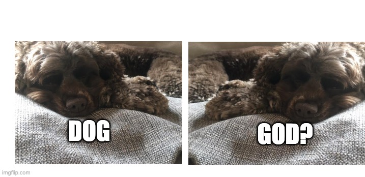 Dog or God? | GOD? DOG | image tagged in funny dog,cute dog | made w/ Imgflip meme maker