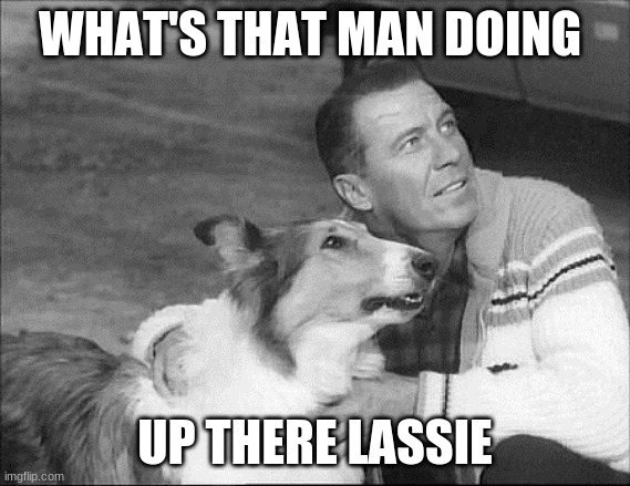 What's that Lassie? | WHAT'S THAT MAN DOING UP THERE LASSIE | image tagged in what's that lassie | made w/ Imgflip meme maker