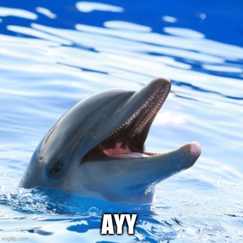 dolphin ayy lmao | AYY | image tagged in dolphin ayy lmao | made w/ Imgflip meme maker