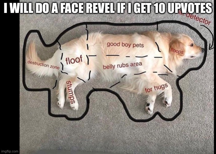 Face revel | I WILL DO A FACE REVEL IF I GET 10 UPVOTES | image tagged in doggo | made w/ Imgflip meme maker