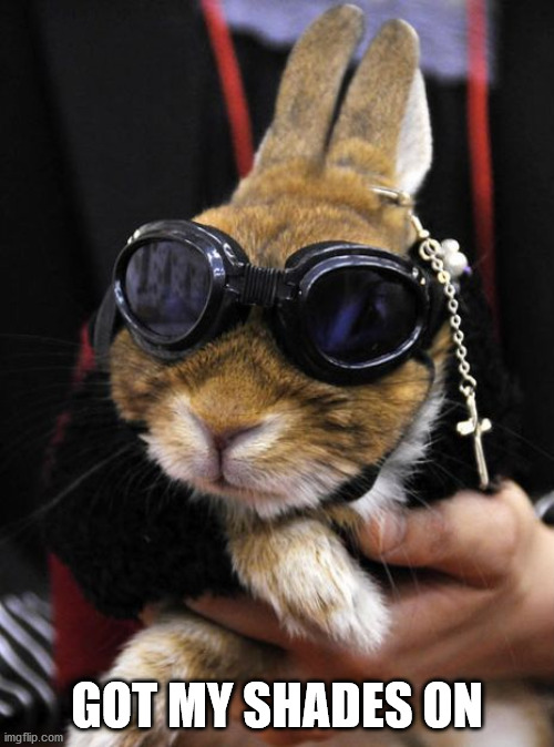 GOT MY SHADES ON | image tagged in bunnies | made w/ Imgflip meme maker
