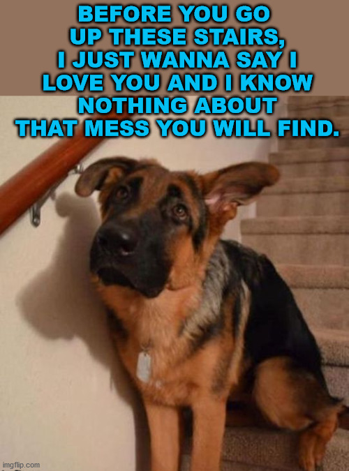 image tagged in dogs | made w/ Imgflip meme maker