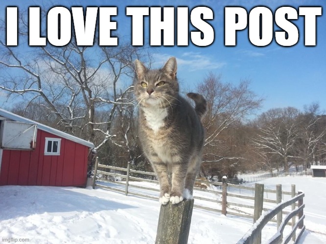Cat: I love this post. | I LOVE THIS POST | image tagged in cat,love,post | made w/ Imgflip meme maker