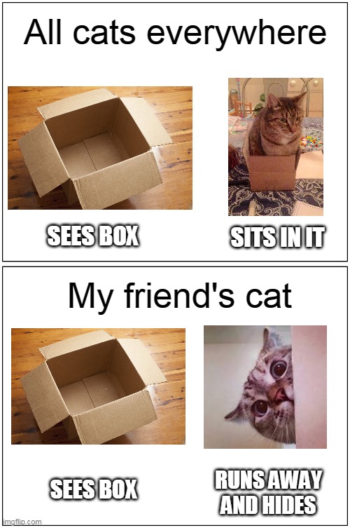 Why does this cat not like boxes | All cats everywhere; SITS IN IT; SEES BOX; My friend's cat; RUNS AWAY AND HIDES; SEES BOX | image tagged in memes,blank comic panel 1x2,boxes,cat | made w/ Imgflip meme maker
