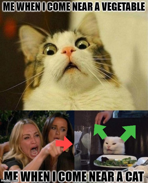 ME WHEN I COME NEAR A VEGETABLE; ME WHEN I COME NEAR A CAT | image tagged in memes,scared cat,woman yelling at cat | made w/ Imgflip meme maker