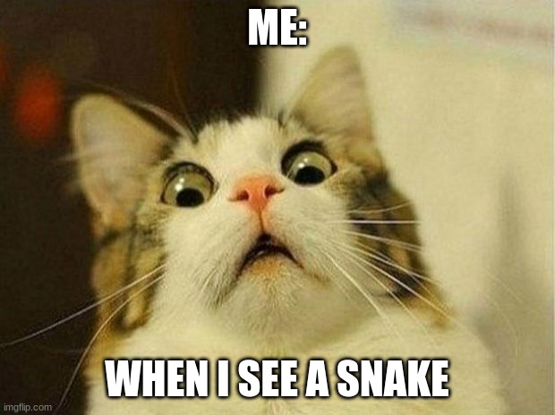 Scared Cat Meme | ME:; WHEN I SEE A SNAKE | image tagged in memes,scared cat | made w/ Imgflip meme maker