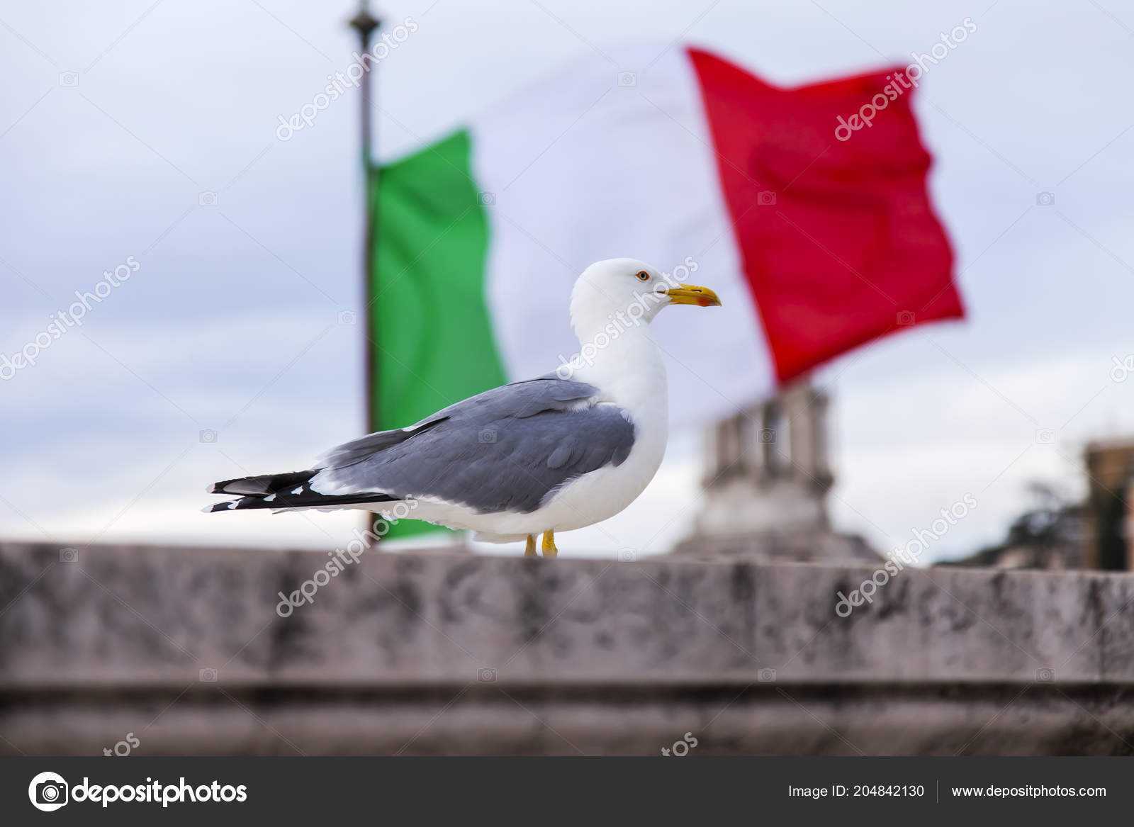 italian seagull Blank Meme Template