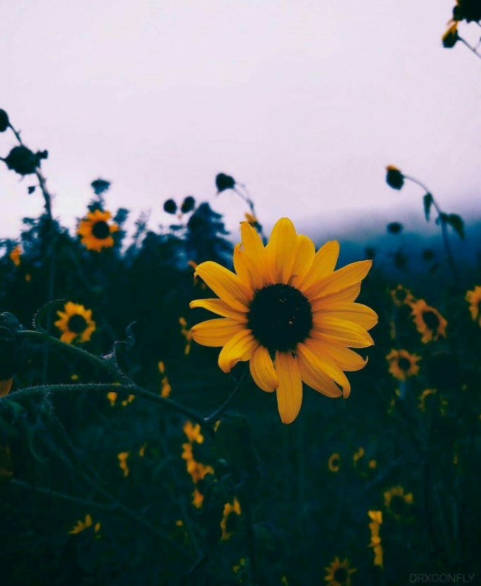Sunflower Blank Meme Template