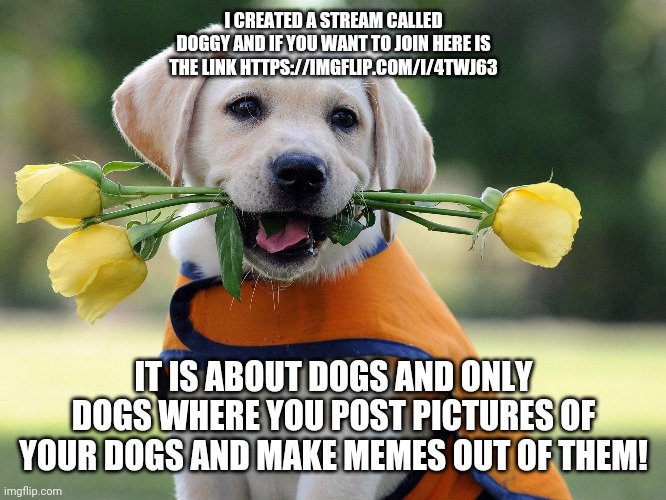 My new stream | I CREATED A STREAM CALLED DOGGY AND IF YOU WANT TO JOIN HERE IS THE LINK HTTPS://IMGFLIP.COM/I/4TWJ63; IT IS ABOUT DOGS AND ONLY DOGS WHERE YOU POST PICTURES OF YOUR DOGS AND MAKE MEMES OUT OF THEM! | image tagged in cute dog,doggy,doggy stream | made w/ Imgflip meme maker