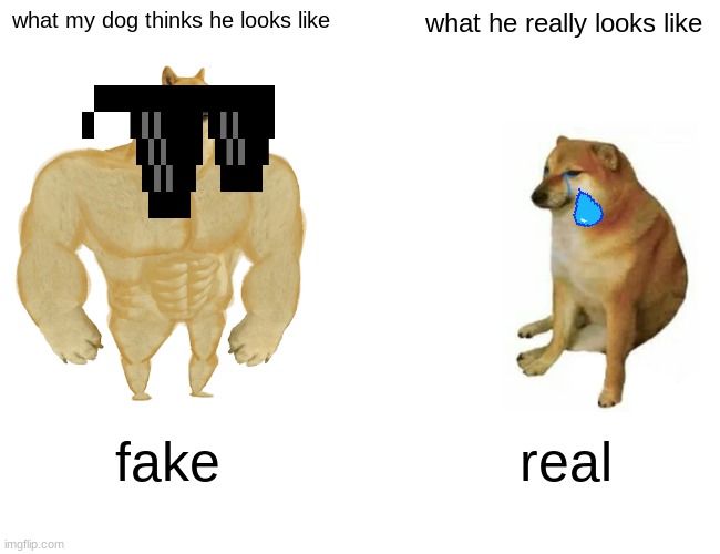 image title | what my dog thinks he looks like; what he really looks like; fake; real | image tagged in memes,buff doge vs cheems | made w/ Imgflip meme maker