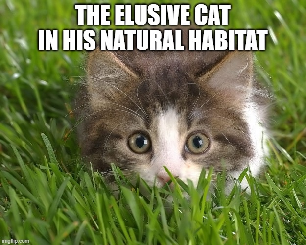 cat | THE ELUSIVE CAT IN HIS NATURAL HABITAT | image tagged in cats | made w/ Imgflip meme maker