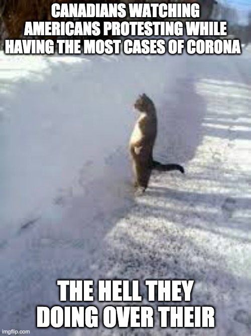 da hell they doing over their cat | CANADIANS WATCHING AMERICANS PROTESTING WHILE HAVING THE MOST CASES OF CORONA; THE HELL THEY DOING OVER THEIR | image tagged in da hell they doing over their cat | made w/ Imgflip meme maker
