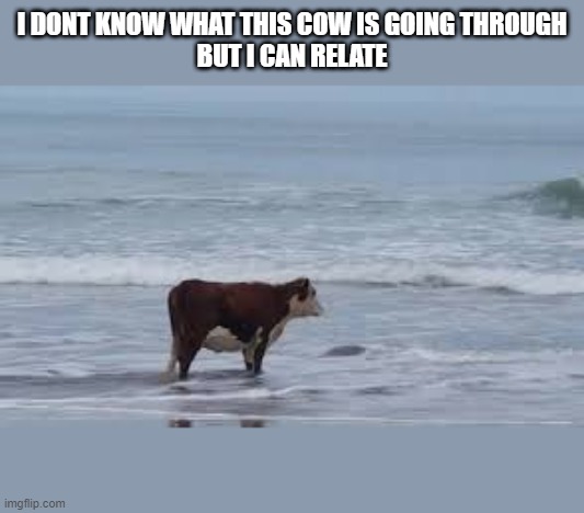 My Man | I DONT KNOW WHAT THIS COW IS GOING THROUGH
BUT I CAN RELATE | image tagged in cow,relatable | made w/ Imgflip meme maker