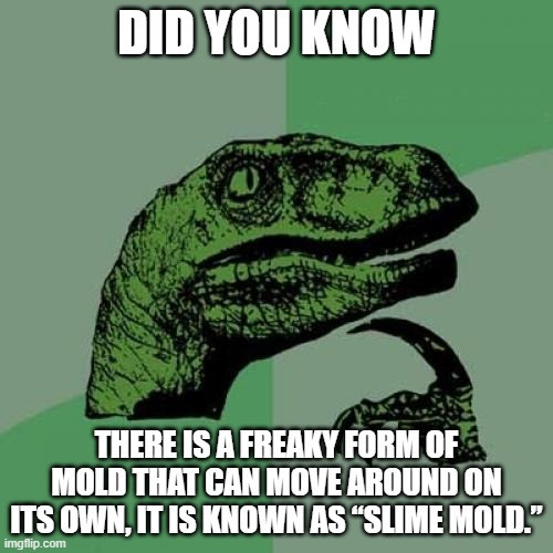 Slime Mold | DID YOU KNOW; THERE IS A FREAKY FORM OF MOLD THAT CAN MOVE AROUND ON ITS OWN, IT IS KNOWN AS “SLIME MOLD.” | image tagged in memes,philosoraptor | made w/ Imgflip meme maker