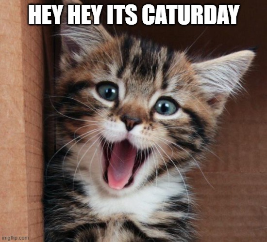 have a great caturday | HEY HEY ITS CATURDAY | image tagged in happy cat,copy | made w/ Imgflip meme maker