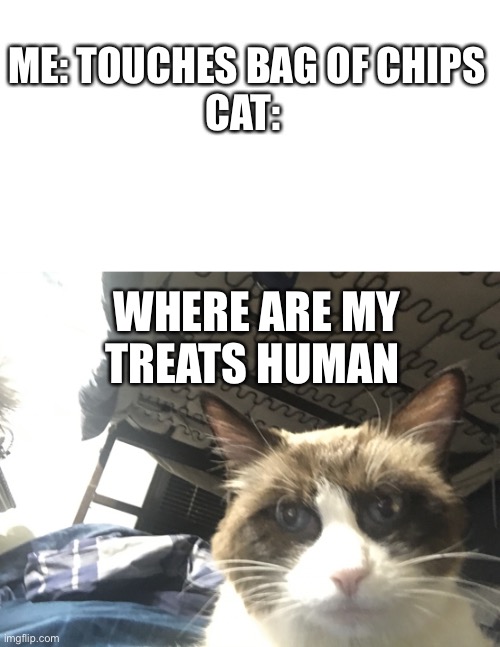 Anyone else deals with this problem | ME: TOUCHES BAG OF CHIPS
CAT:; WHERE ARE MY TREATS HUMAN | image tagged in cat looking at viewer,blank white template,relatable,meme,funny,funny meme | made w/ Imgflip meme maker
