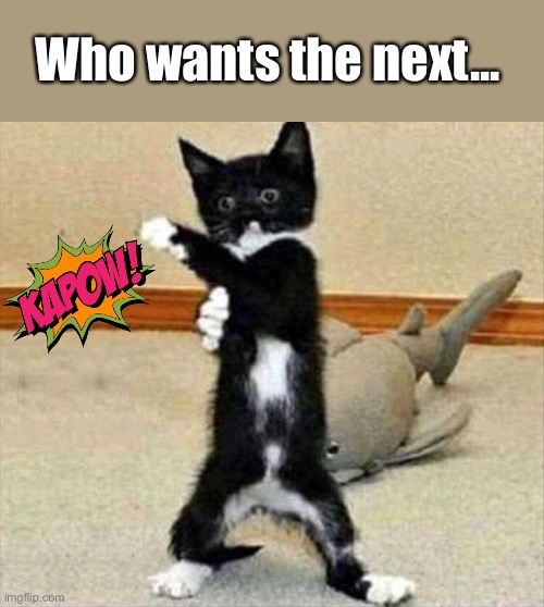 Kung fu kitty | Who wants the next... | image tagged in martial arts,cats,memes,funny | made w/ Imgflip meme maker