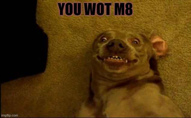 dogs; pets; funny | YOU WOT M8 | image tagged in dogs pets funny | made w/ Imgflip meme maker