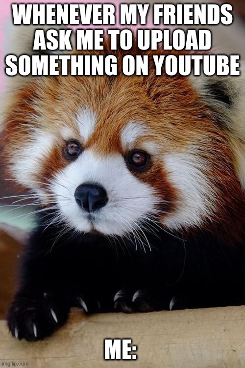 Red panda memes - Imgflip