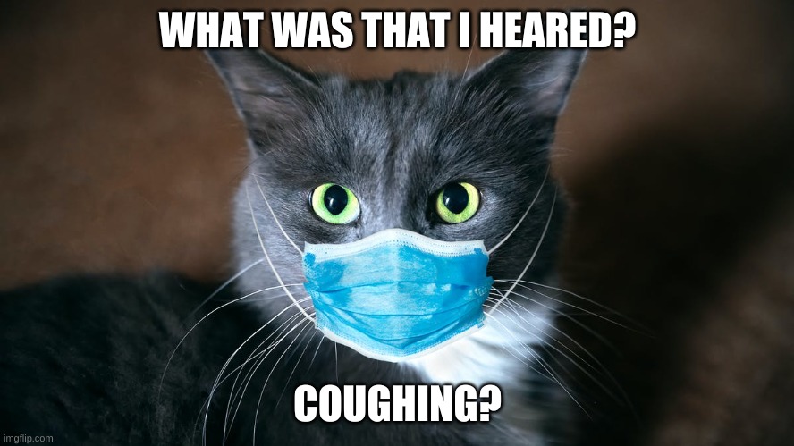 catvid cat | WHAT WAS THAT I HEARED? COUGHING? | image tagged in catvid cat | made w/ Imgflip meme maker