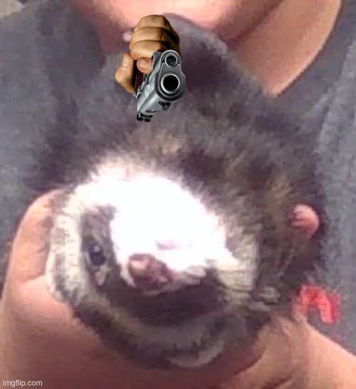 upside down ferret | image tagged in upside down ferret | made w/ Imgflip meme maker
