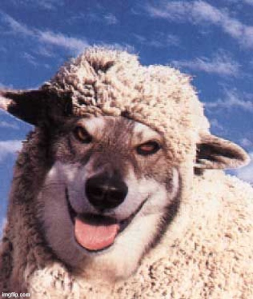 wolf in sheep's clothing | image tagged in wolf in sheep's clothing | made w/ Imgflip meme maker