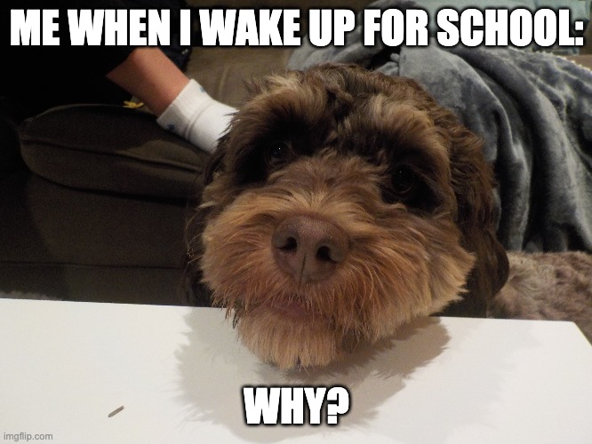 A dog | ME WHEN I WAKE UP FOR SCHOOL:; WHY? | image tagged in dogs | made w/ Imgflip meme maker