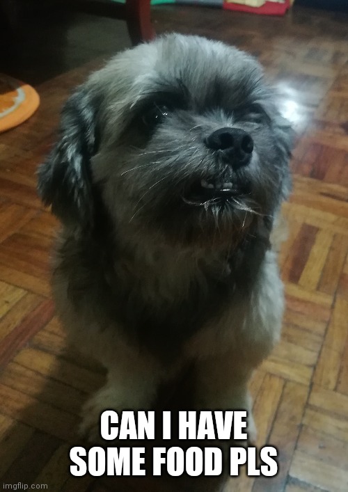 My dog begging for food | CAN I HAVE SOME FOOD PLS | image tagged in shih tzu,dogs | made w/ Imgflip meme maker