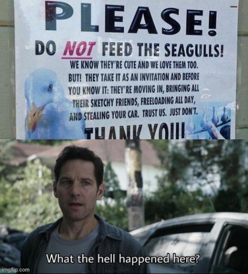 Seagulls | image tagged in memes,funny memes,seagulls,funny signs,what the hell happened here,oh wow are you actually reading these tags | made w/ Imgflip meme maker