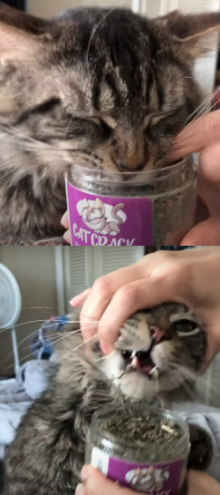 High Quality Cat Addicted To Catnip Blank Meme Template