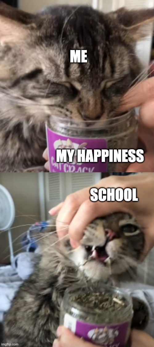Cat Addicted To Catnip | ME; MY HAPPINESS; SCHOOL | image tagged in cat addicted to catnip,school | made w/ Imgflip meme maker