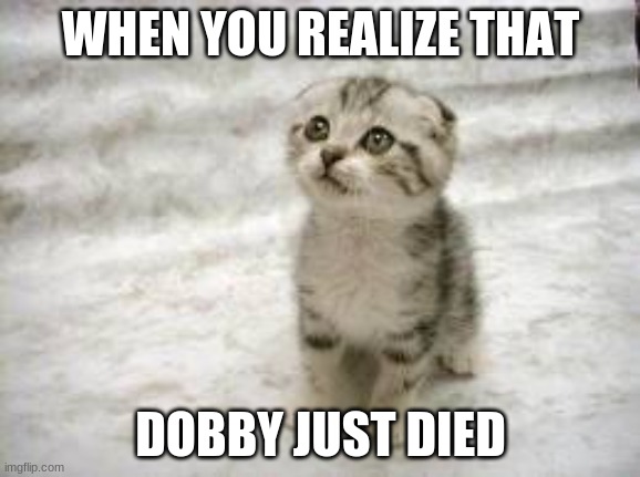Sad Cat | WHEN YOU REALIZE THAT; DOBBY JUST DIED | image tagged in memes,sad cat | made w/ Imgflip meme maker