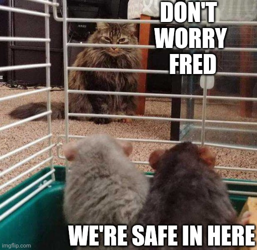 ALL THE KITTY CAN DO IS STARE | DON'T 
WORRY
 FRED; WE'RE SAFE IN HERE | image tagged in cats,funny cats,hamster | made w/ Imgflip meme maker