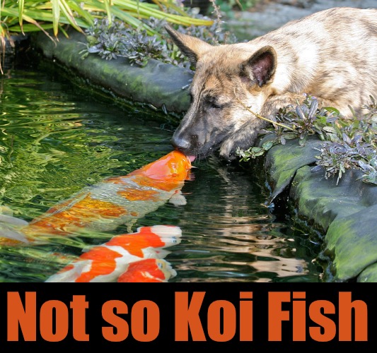 Fishy Kissy | Not so Koi Fish | image tagged in funny memes,dogs,fish,koi,coy | made w/ Imgflip meme maker