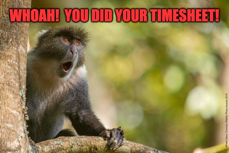 Whoah! Timesheet Reminder | WHOAH!  YOU DID YOUR TIMESHEET! | image tagged in timesheet reminder,timesheet meme,funny meme | made w/ Imgflip meme maker
