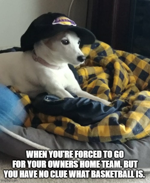 Mandy Girl |  WHEN YOU'RE FORCED TO GO FOR YOUR OWNERS HOME TEAM. BUT YOU HAVE NO CLUE WHAT BASKETBALL IS. | image tagged in funny dogs,dogs,lakers,conformity,dog memes,cute dog | made w/ Imgflip meme maker