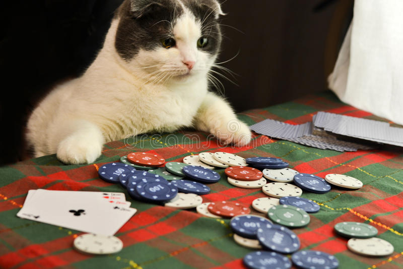 Cat Poker Blank Meme Template