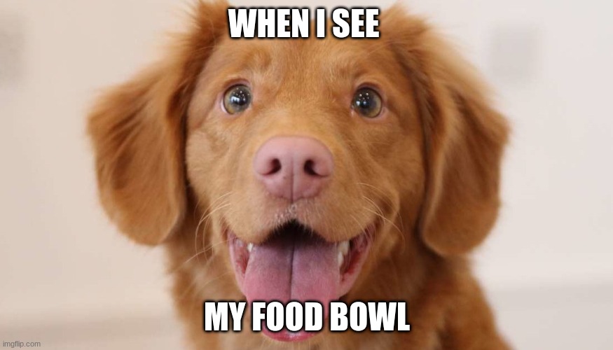 food bowl | WHEN I SEE; MY FOOD BOWL | image tagged in dogs | made w/ Imgflip meme maker