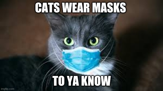 ya | CATS WEAR MASKS; TO YA KNOW | image tagged in halloween | made w/ Imgflip meme maker