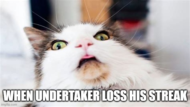 Surprised Cat | WHEN UNDERTAKER LOSS HIS STREAK | image tagged in surprised cat,the undertaker,brock lesnar,wwe | made w/ Imgflip meme maker