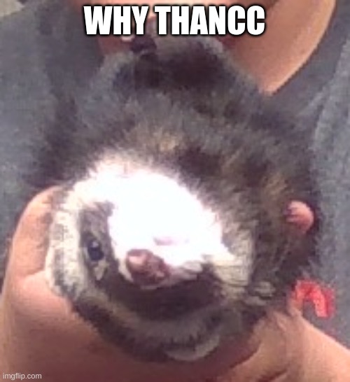 upside down ferret | WHY THANCC | image tagged in upside down ferret | made w/ Imgflip meme maker