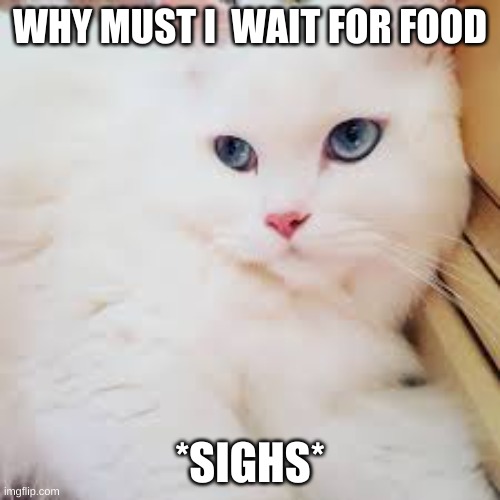 food | WHY MUST I  WAIT FOR FOOD; *SIGHS* | image tagged in grumpy cat | made w/ Imgflip meme maker