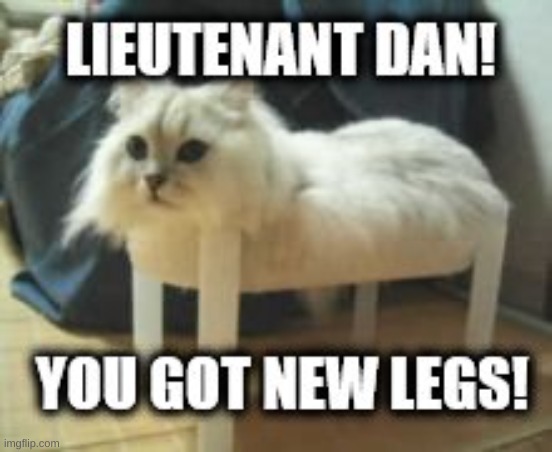 new legs | image tagged in funny cats | made w/ Imgflip meme maker