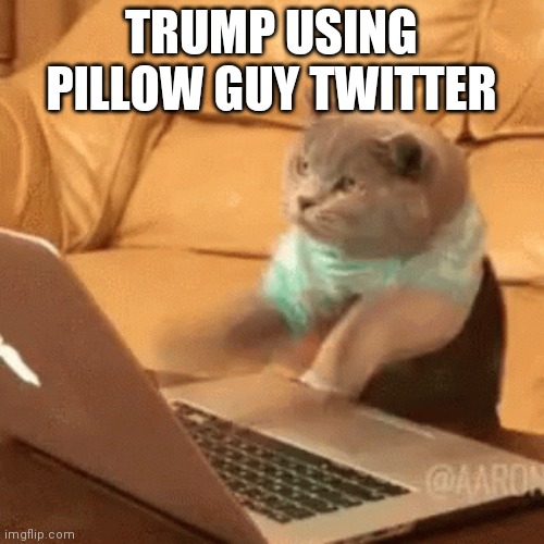Cat typing frantically | TRUMP USING PILLOW GUY TWITTER | image tagged in cat typing frantically | made w/ Imgflip meme maker