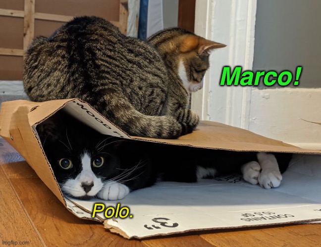 Have Box Will Play | Marco! Polo. | image tagged in funny memes,funny cats | made w/ Imgflip meme maker