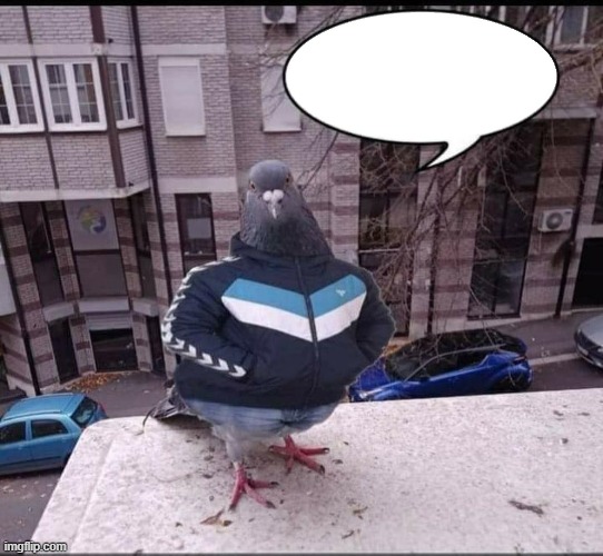 სპორტული მტრედი | image tagged in bird,mtredi,funny memes | made w/ Imgflip meme maker