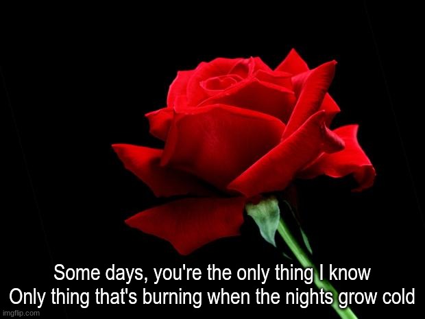 teeth by 5sos | Some days, you're the only thing I know
Only thing that's burning when the nights grow cold | image tagged in rose | made w/ Imgflip meme maker