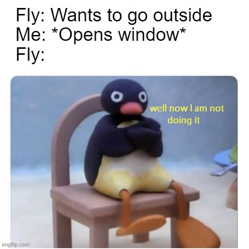 Story of my life | Fly: Wants to go outside
Me: *Opens window*
Fly: | image tagged in well now i am not doing it,pingu,fly,window,relatable | made w/ Imgflip meme maker